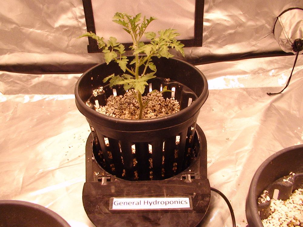General Hydroponics Tomato in indoor comparison grow