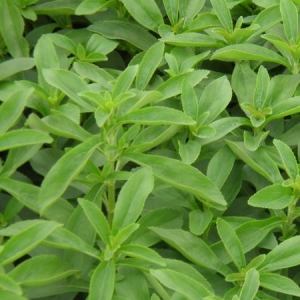 Stevia Plant Leaves