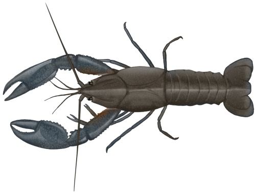 yabbies and freshwater crayfish for aquaponics