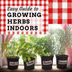 Guide To Growing Herbs Indoors | Aqua Gardening