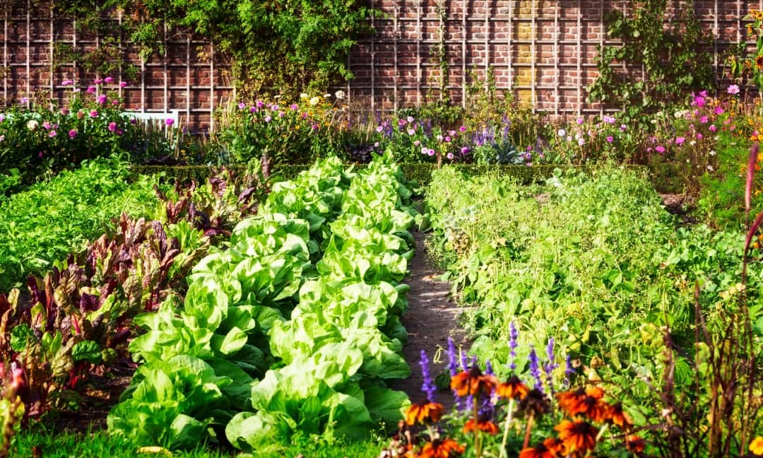 5 Reasons to Invest in a Garden for your Health & Where to Start!
